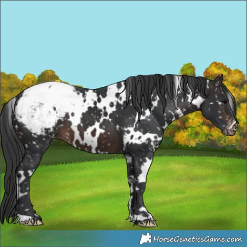 Horse Color:White Spotted Brown Appaloosa 