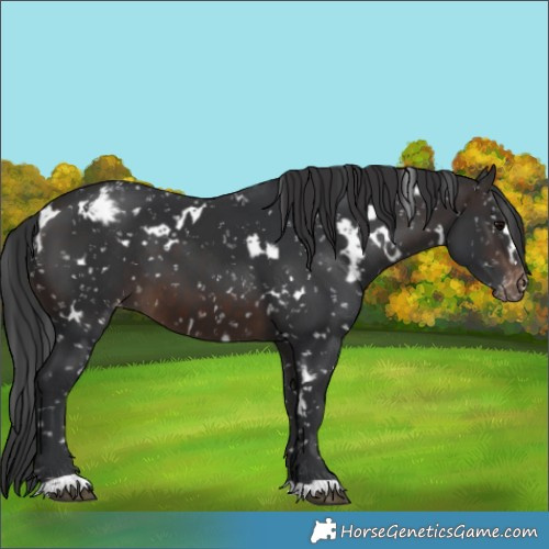 Horse Color:White Spotted Brown Appaloosa 