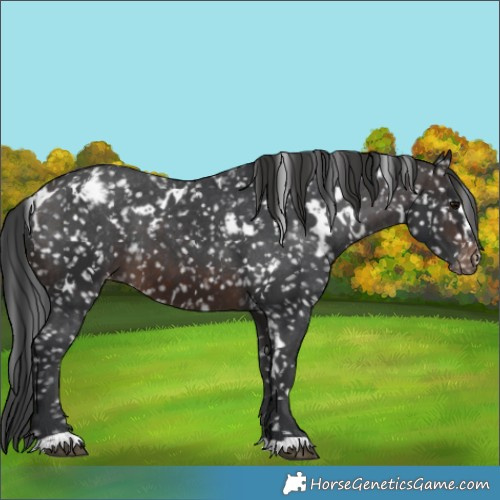 Horse Color:White Spotted Brown Appaloosa 
