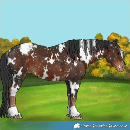 Horse Color:White Spotted Liver Chestnut Appaloosa 