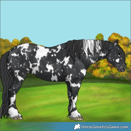 Horse Color:White Spotted Black Appaloosa 