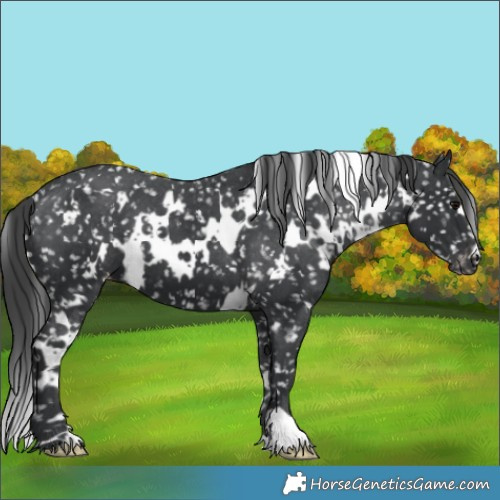 Horse Color:White Spotted Black Appaloosa 