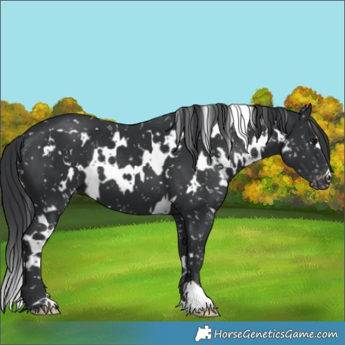 Horse Color:White Spotted Black Appaloosa 