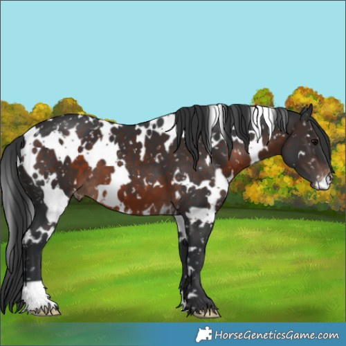 Horse Color:White Spotted Brown Appaloosa 