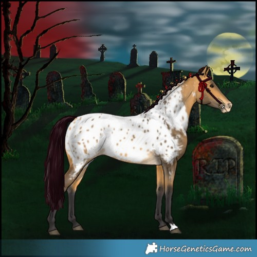 Horse Color:Buckskin Appaloosa