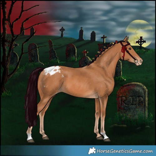Horse Color:Chestnut Appaloosa 