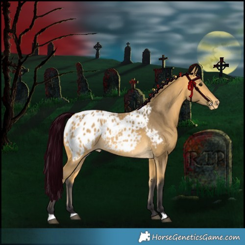 Horse Color:Buckskin Appaloosa