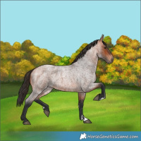 Horse Color:Unknown 