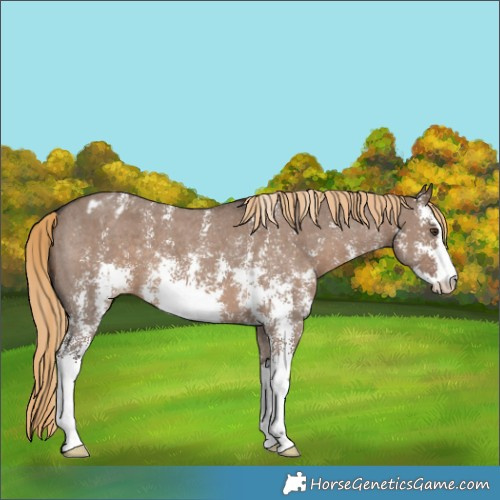 Horse Color:Liver Red Dun Sabino Appaloosa 