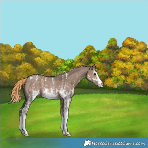Horse Color:Liver Red Dun Sabino Appaloosa 