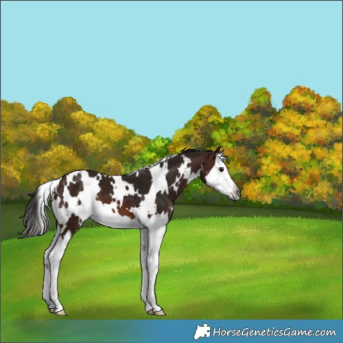 Horse Color:Gray White Spotted Bay Splash