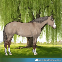 Horse Color:Liver Red Dun Rabicano 