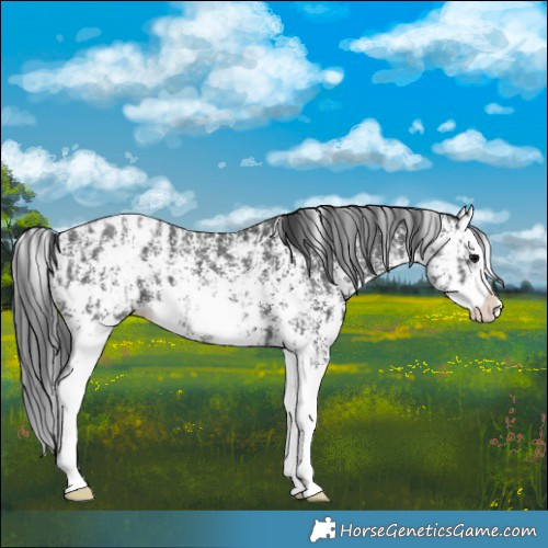 Horse Color:Black Sabino Splash Appaloosa  and Black Sabino Splash Appaloosa Rabicano 