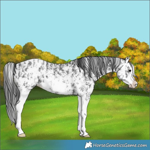 Horse Color:Black Sabino Splash Appaloosa  and Black Sabino Splash Appaloosa Rabicano 