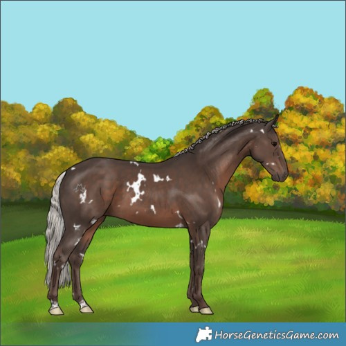Horse Color:White Spotted Silver Black 