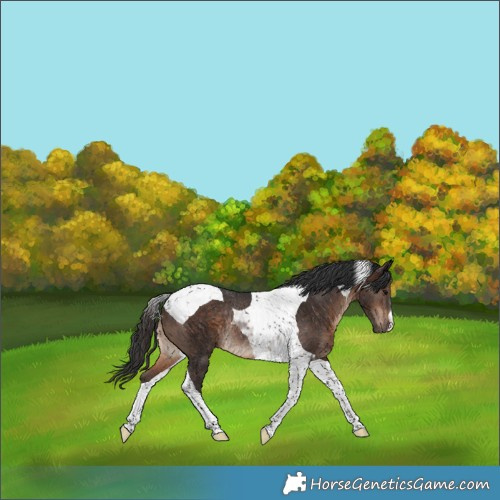Horse Color:Brown Tobiano Rabicano 