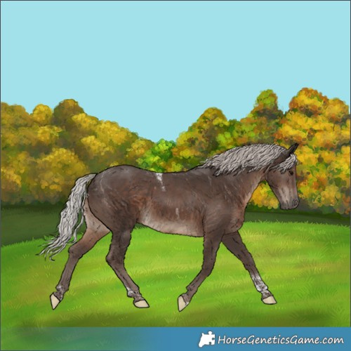 Horse Color:Silver Black Tobiano 