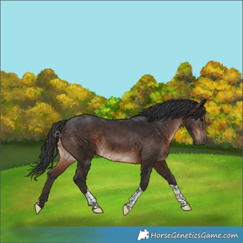 Horse Color:Brown Tobiano 
