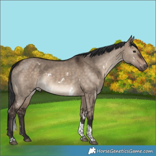 Horse Color:White Spotted Brown Dun Tobiano 