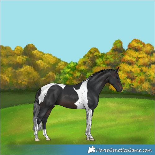 Horse Color:Brown Tobiano 