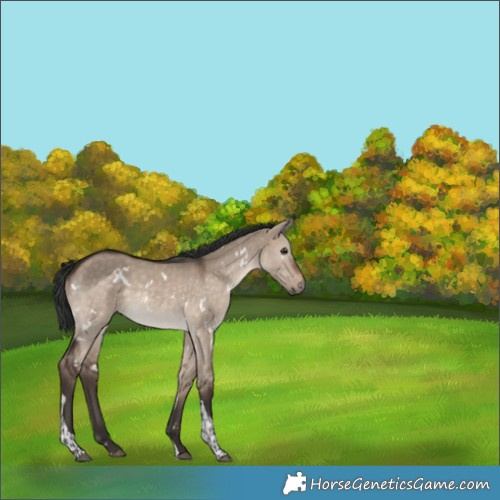 Horse Color:White Spotted Brown Dun Tobiano 