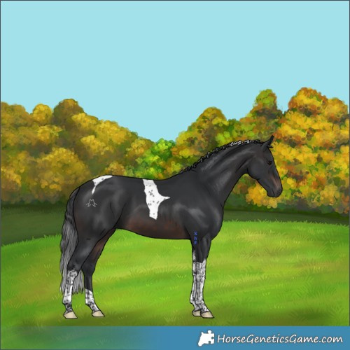Horse Color:Brown Tobiano