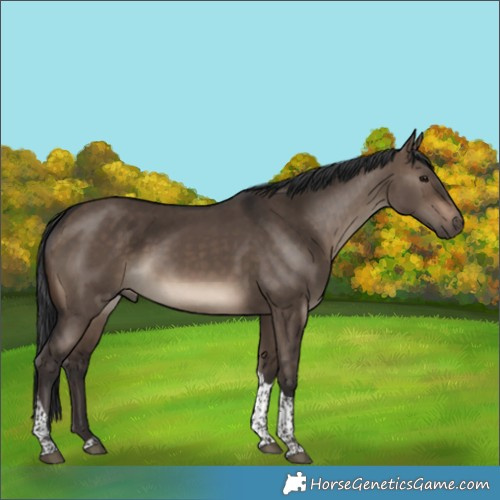 Horse Color:Brown Dun Tobiano 