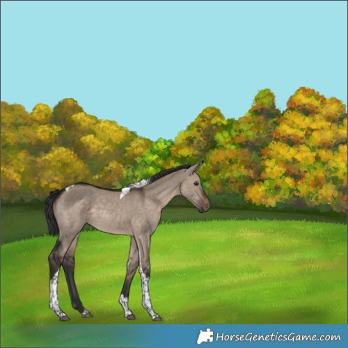 Horse Color:Brown Dun Tobiano 
