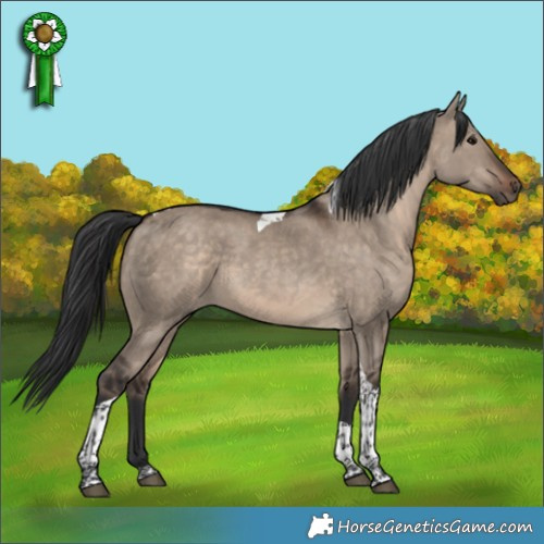 Horse Color:Brown Dun Tobiano 