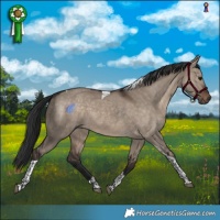 Horse Color:Brown Dun Tobiano 