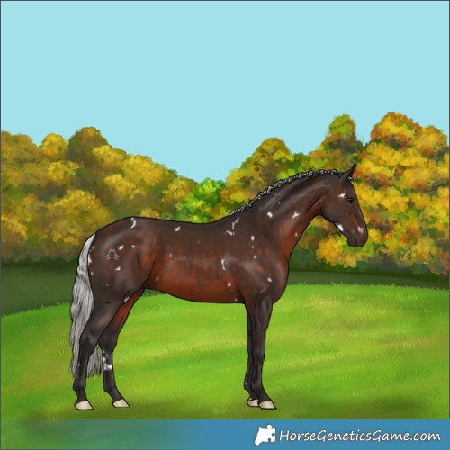 Horse Color:White Spotted Silver Brown