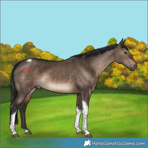 Horse Color:Brown Dun Tobiano 