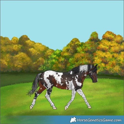 Horse Color:White Spotted Brown Tobiano 