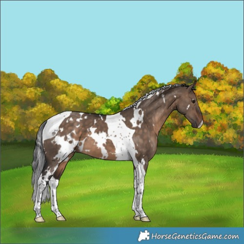 Horse Color:White Spotted Brown Dun Tobiano 