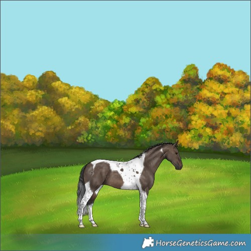 Horse Color:Brown Dun Tobiano