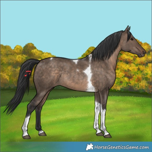 Horse Color:Brown Dun Tobiano Rabicano