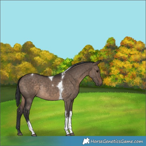 Horse Color:Brown Dun Tobiano Rabicano 