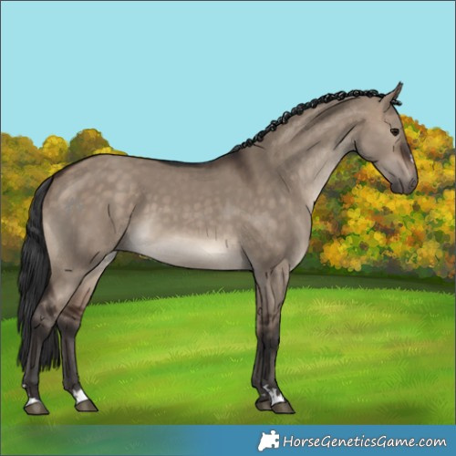 Horse Color:Bay Dun 