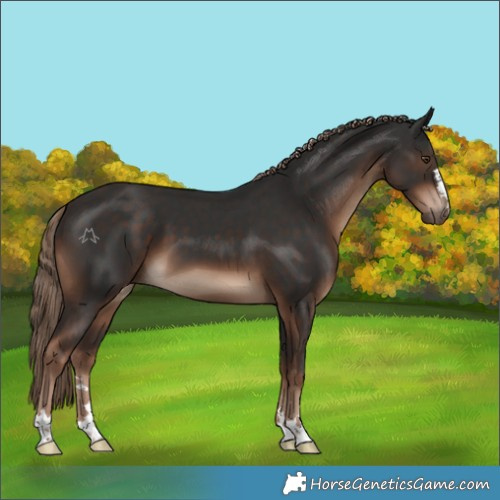 Horse Color:Liver Chestnut 