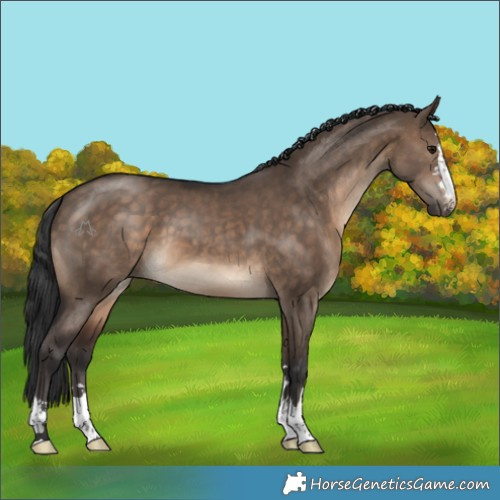 Horse Color:Brown Dun 