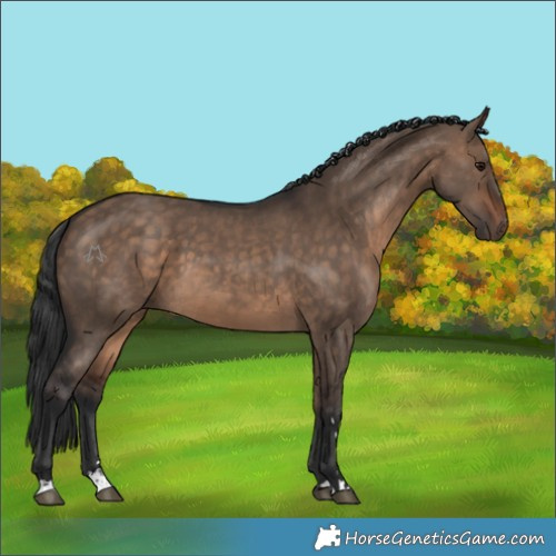 Horse Color:Bay Dun 