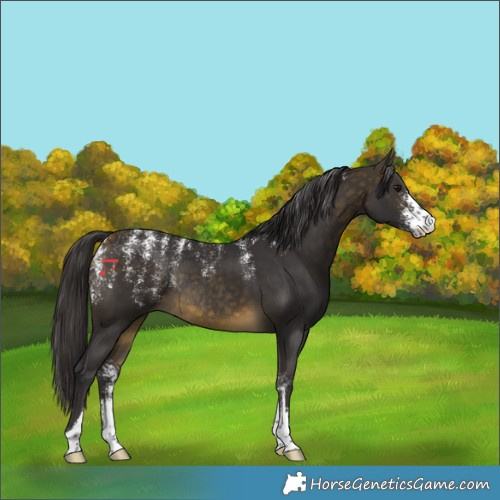 Horse Color:Powder White Buckskin Sabino Rabicano 