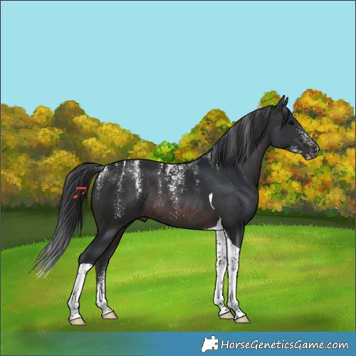 Horse Color:Powder White Brown Tobiano Rabicano 