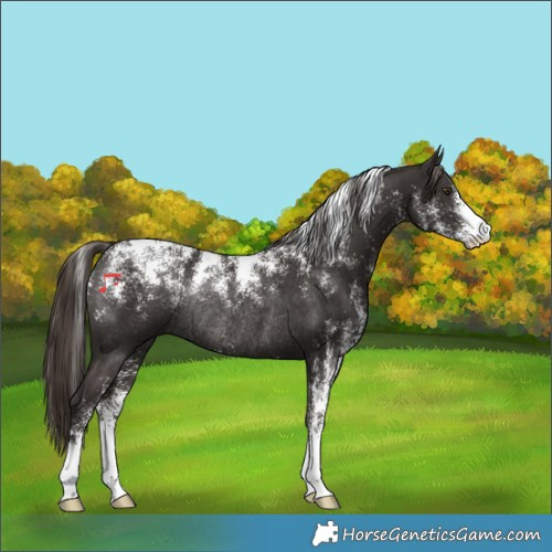 Horse Color:Powder White Liver Chestnut Rabicano 