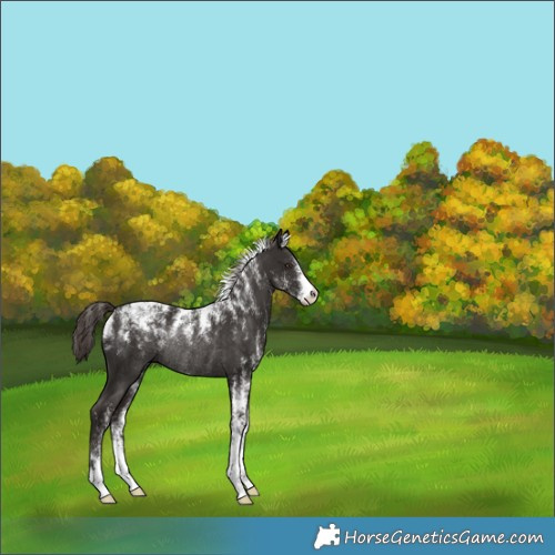 Horse Color:Powder White Liver Chestnut Rabicano 