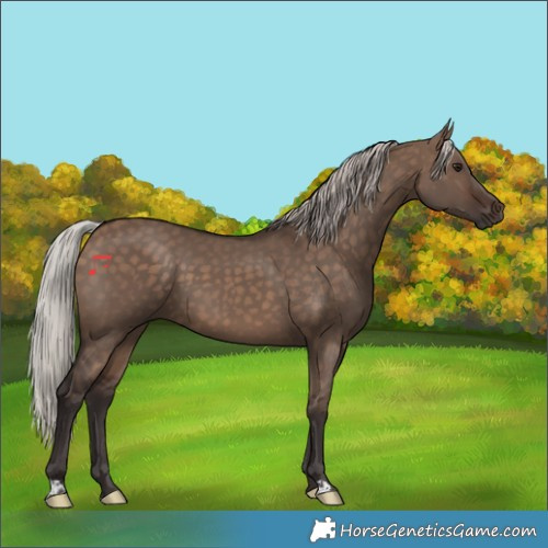 Horse Color:Silver Brown Dun