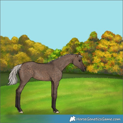 Horse Color:Silver Brown Dun 