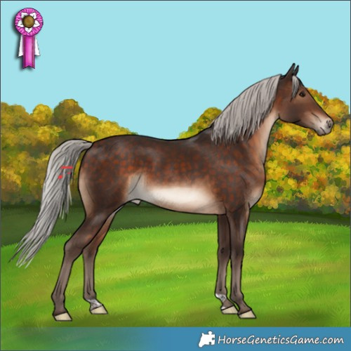 Horse Color:Silver Bay 