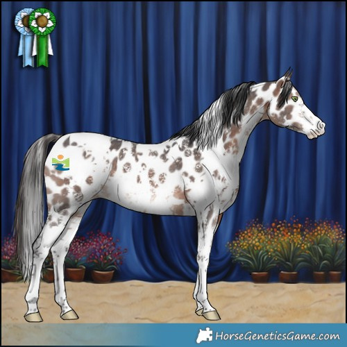 Horse Color:White Spotted Brown Mushroom Sabino Appaloosa 