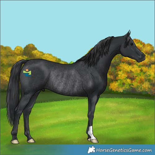 Horse Color:Black Rabicano 